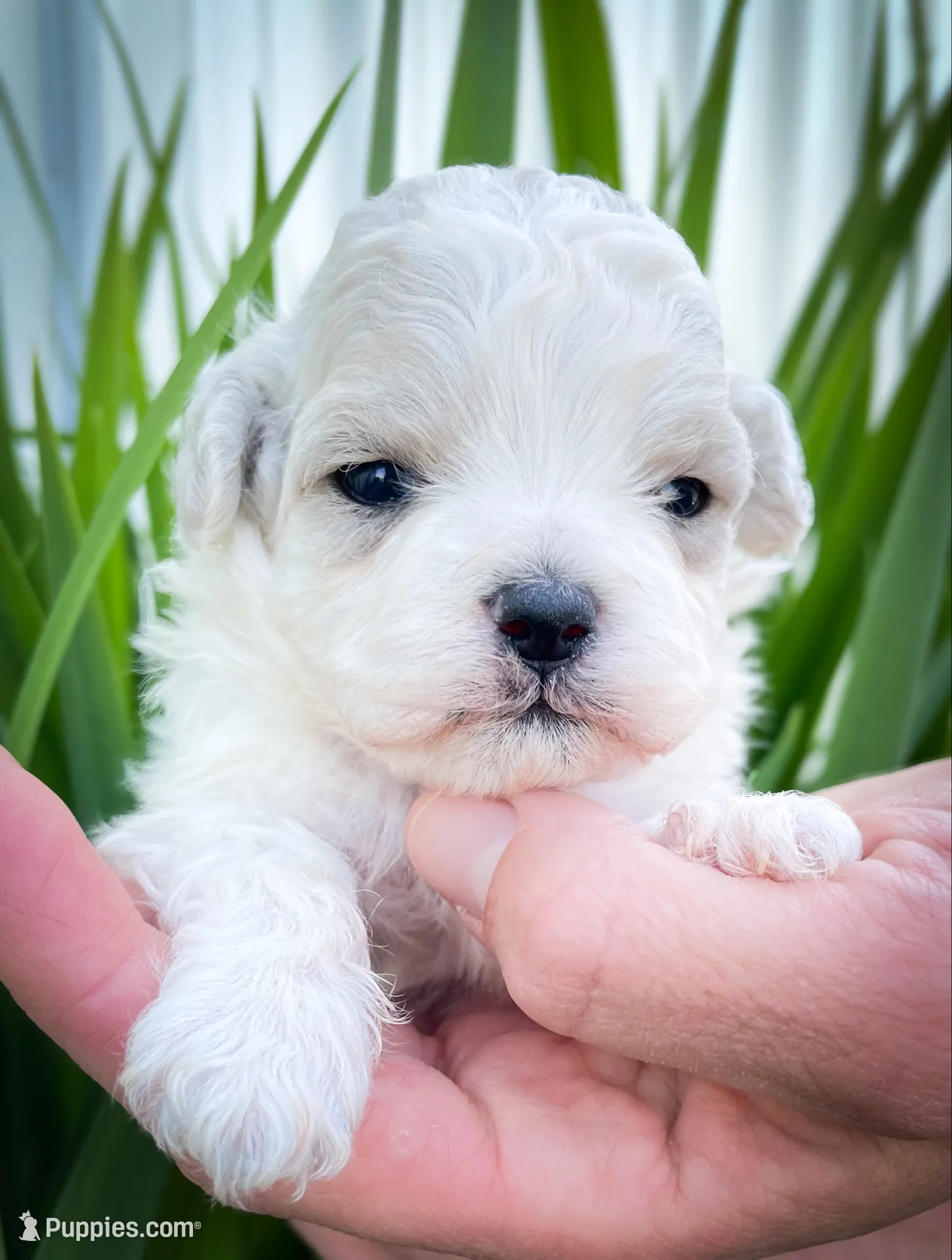 Lola, a female Shichon for sale in Fairbank, IA – 1 of 4