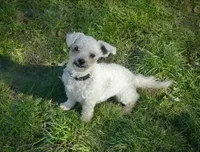 Lola, a female Shichon for sale in Fairbank, IA – 3 of 4
