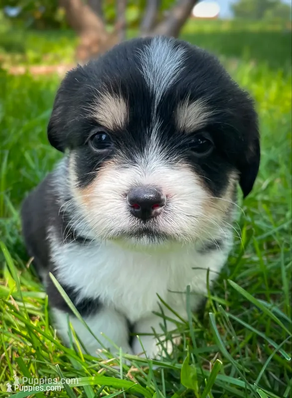 Cookie – Pembroke Welsh Corgi, Shih Tzu puppy for sale in Fairbank, IA