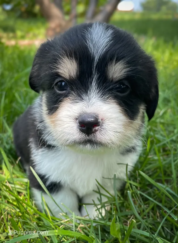 Cookie – Pembroke Welsh Corgi, Shih Tzu puppy for sale in Fairbank, IA