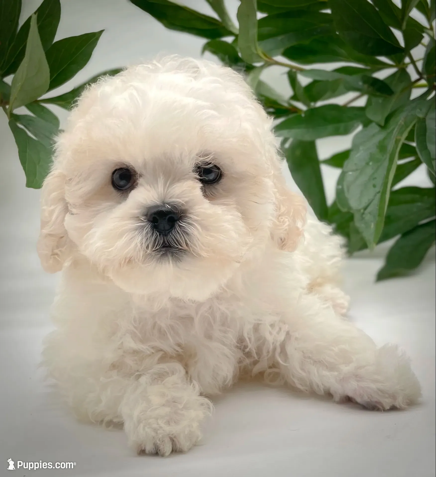 Lola, a female Shichon for sale in Fairbank, IA – 1 of 9