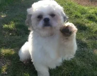 Lola, a female Shichon for sale in Fairbank, IA – 4 of 4