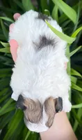 Coco, a female Shichon for sale in Fairbank, IA – 2 of 4
