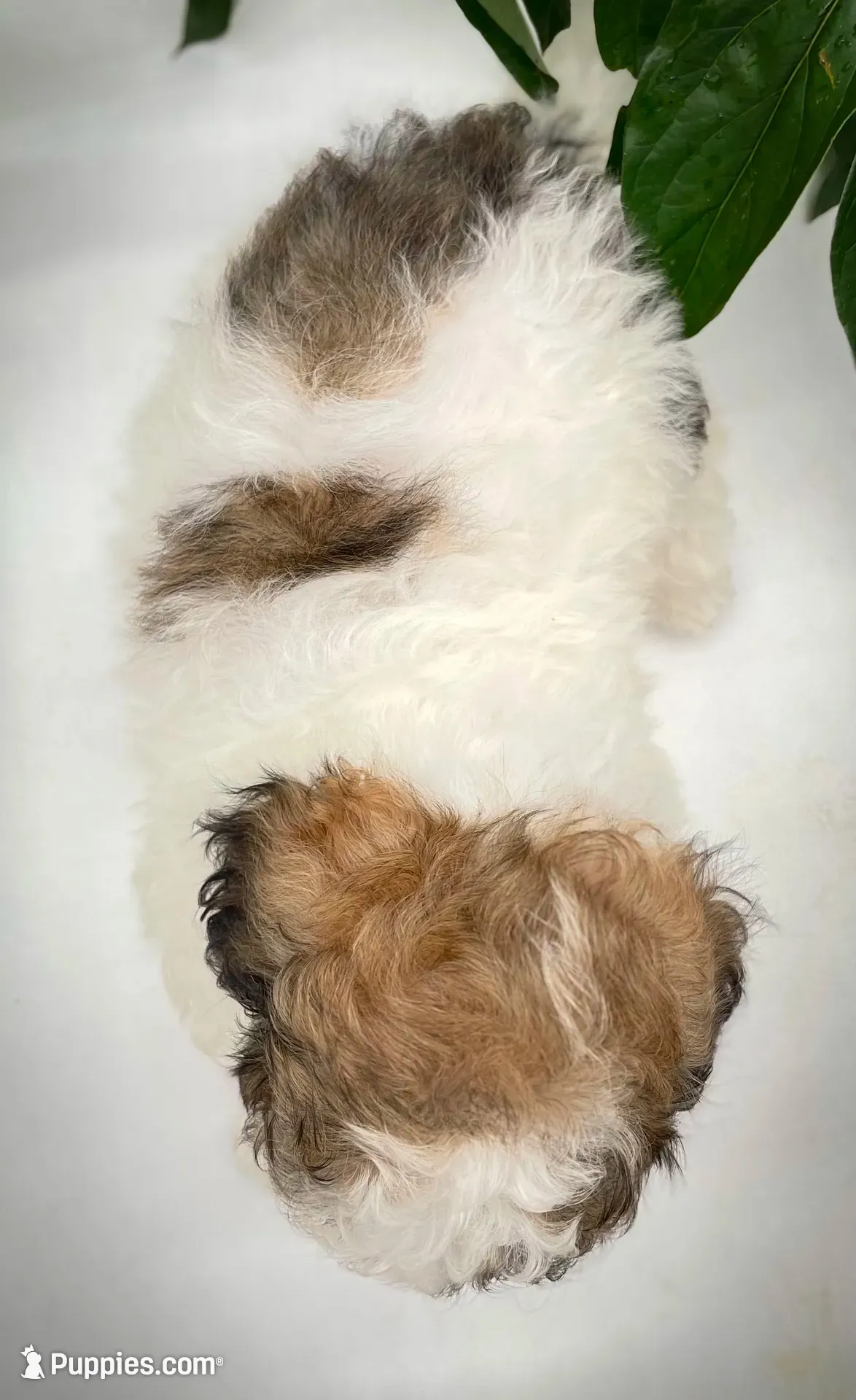 Coco, a female Shichon for sale in Fairbank, IA – 2 of 9