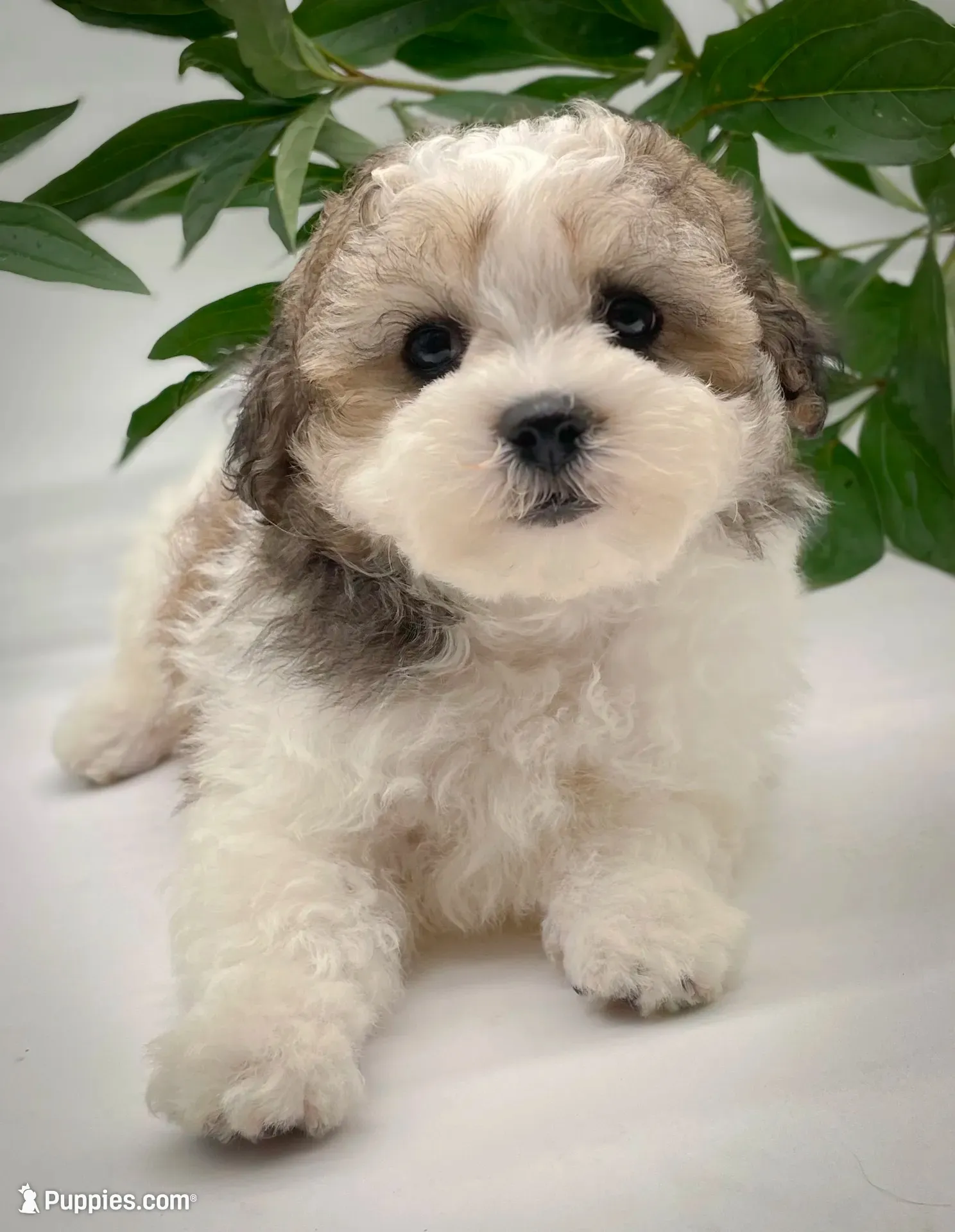 Louie, a male Shichon for sale in Fairbank, IA – 1 of 9