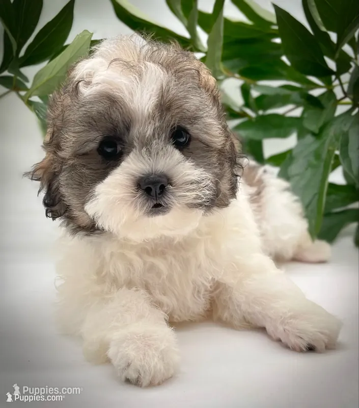 Pebbles  – Shichon puppy for sale in Fairbank, IA