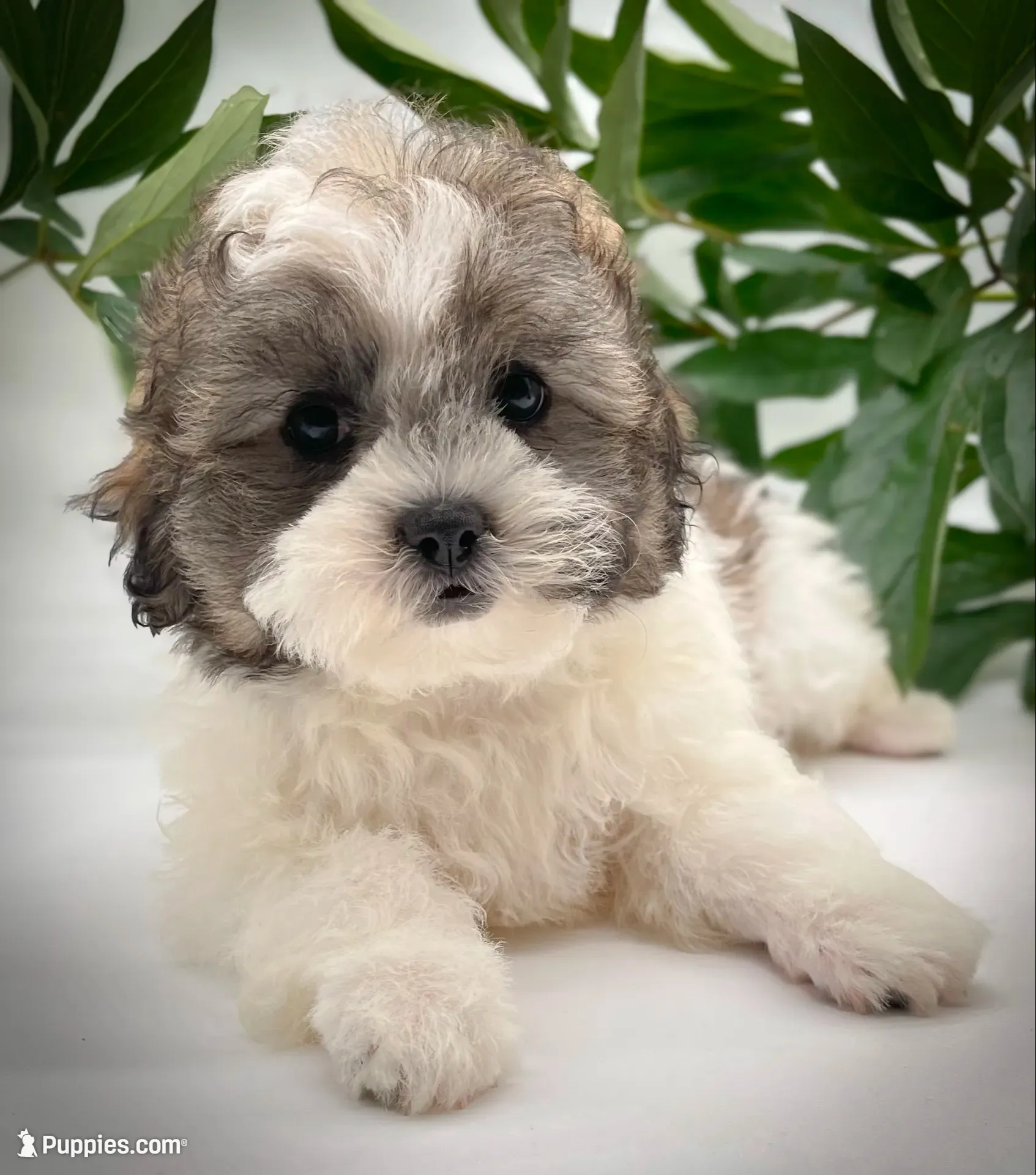 Pebbles , a female Shichon for sale in Fairbank, IA – 1 of 9