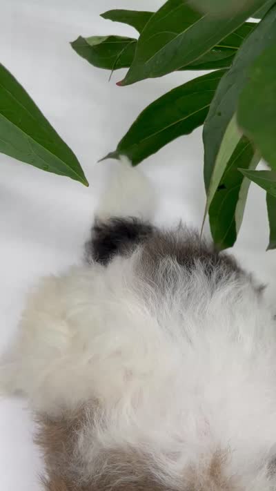 Louie, a male Shichon for sale in Fairbank, IA – 9 of 9