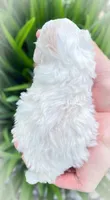 Tucker, a male Shichon for sale in Fairbank, IA – 2 of 4