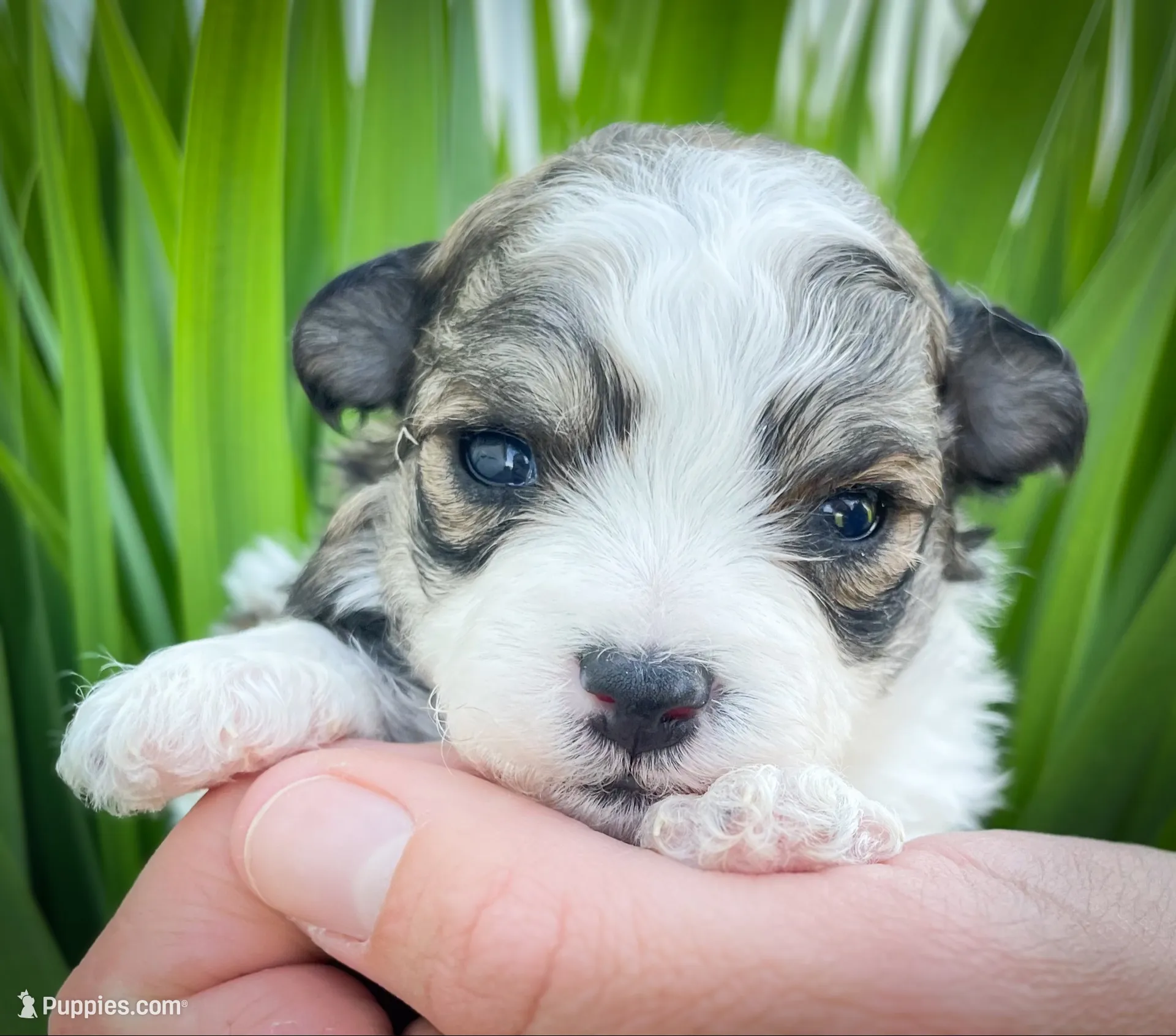 Louie, a male Shichon for sale in Fairbank, IA – 1 of 4