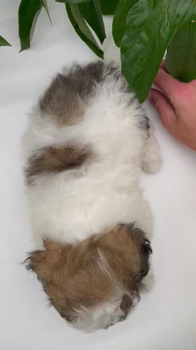 Coco, a female Shichon for sale in Fairbank, IA – 9 of 9