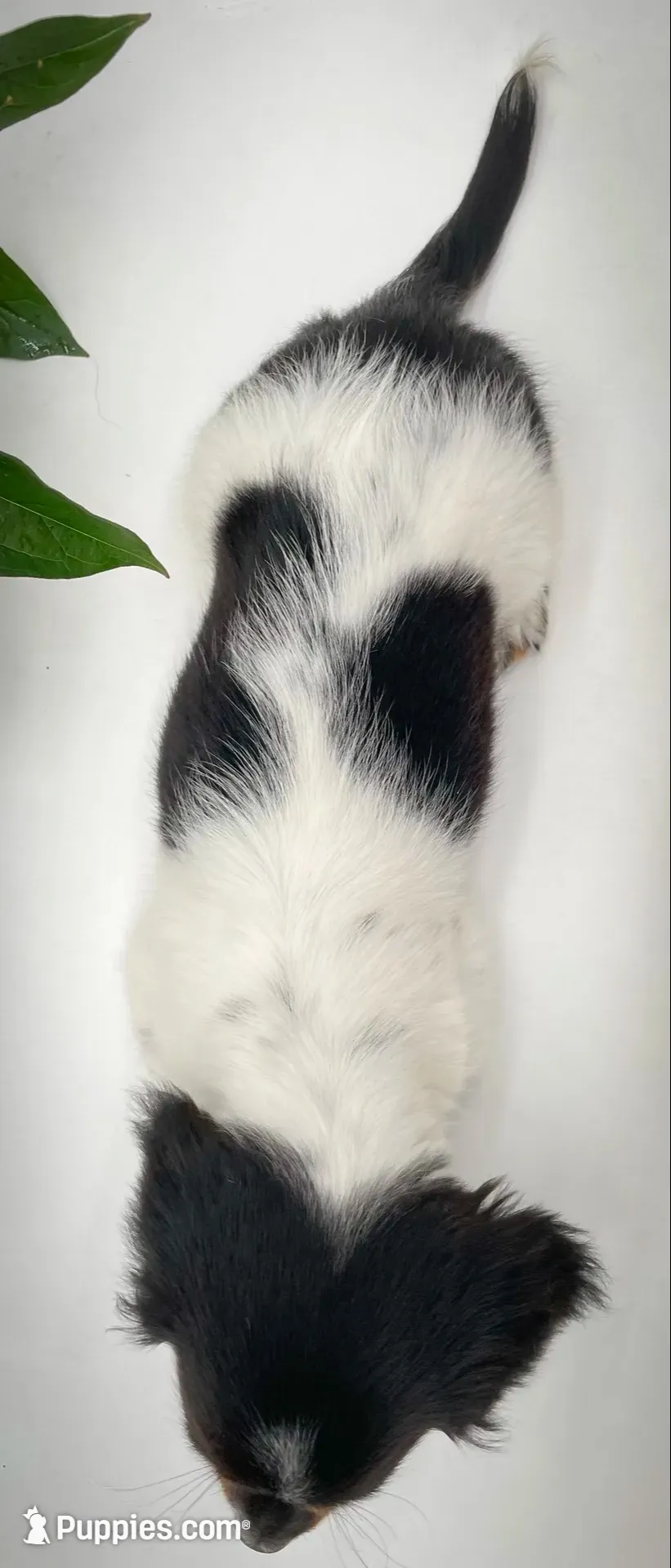 Greta, a female Miniature Dachshund for sale in Fairbank, IA – 2 of 10