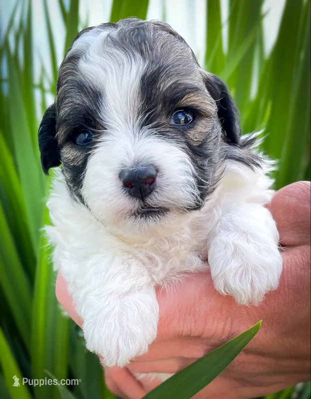 Pebbles  – Shichon puppy for sale in Fairbank, IA