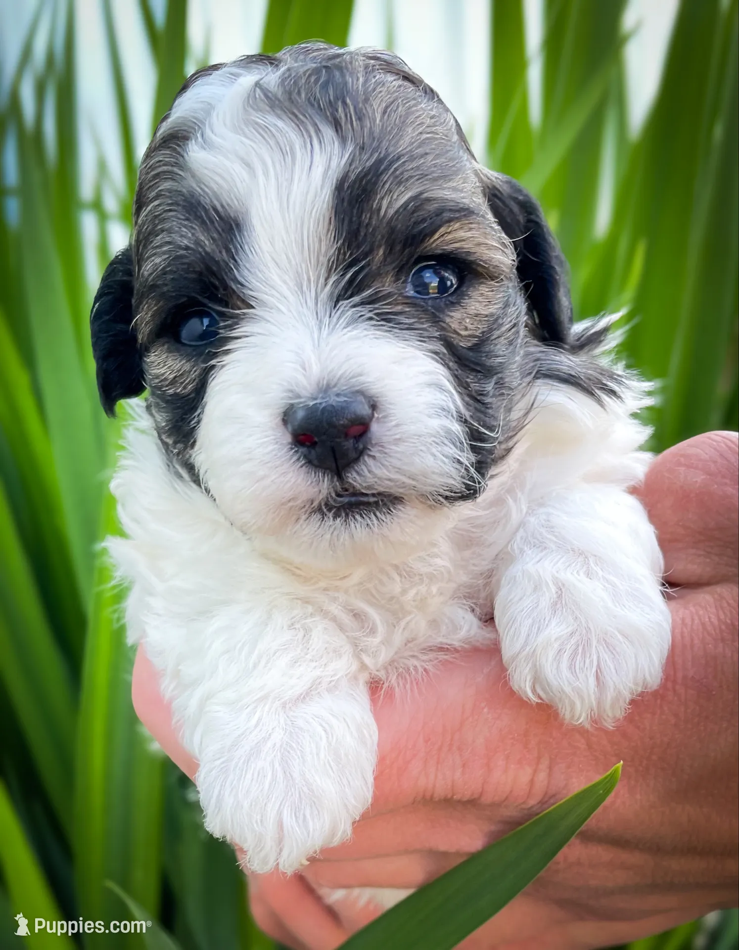 Pebbles , a female Shichon for sale in Fairbank, IA – 1 of 4