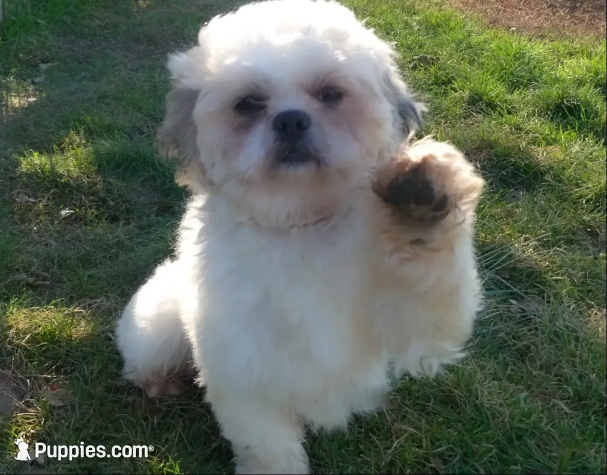 Sunny , a female Shichon for sale in Fairbank, IA – 3 of 4