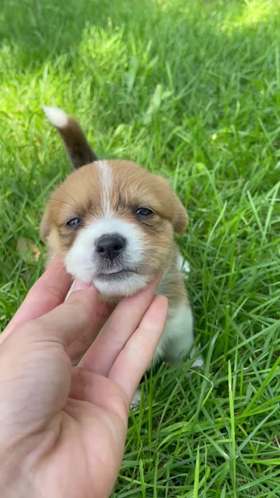 Cricket , a female Pembroke Welsh Corgi and Shih Tzu for sale in Fairbank, IA – 5 of 5