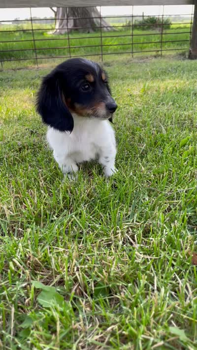 Greta, a female Miniature Dachshund for sale in Fairbank, IA – 9 of 10