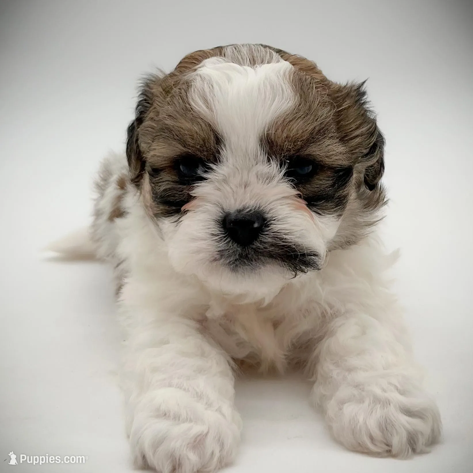 Sophie, a female Shichon for sale in Fairbank, IA – Photo 1 of 3