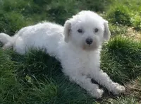 Sophie, a female Shichon for sale in Fairbank, IA – Photo 2 of 3