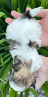 Louie, a male Shichon for sale in Fairbank, IA – 2 of 4