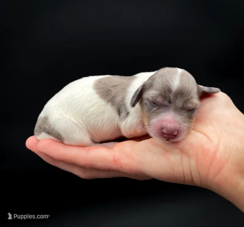 Sasha – Miniature Dachshund puppy for sale in Fairbank, IA