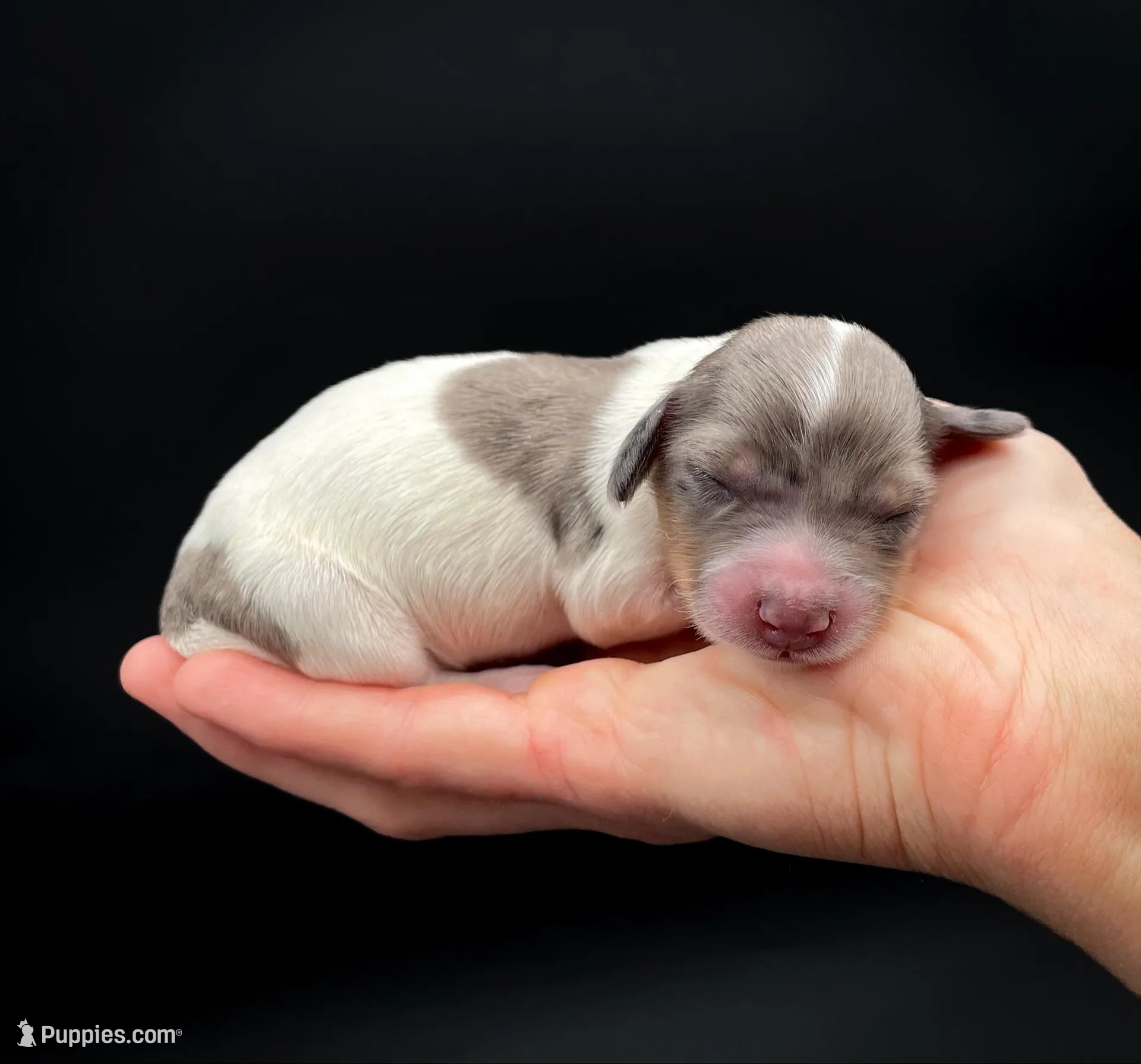 Sasha, a female Miniature Dachshund for sale in Fairbank, IA – Photo 1 of 4