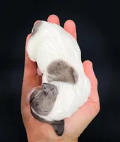 Sasha, a female Miniature Dachshund for sale in Fairbank, IA – Photo 2 of 4