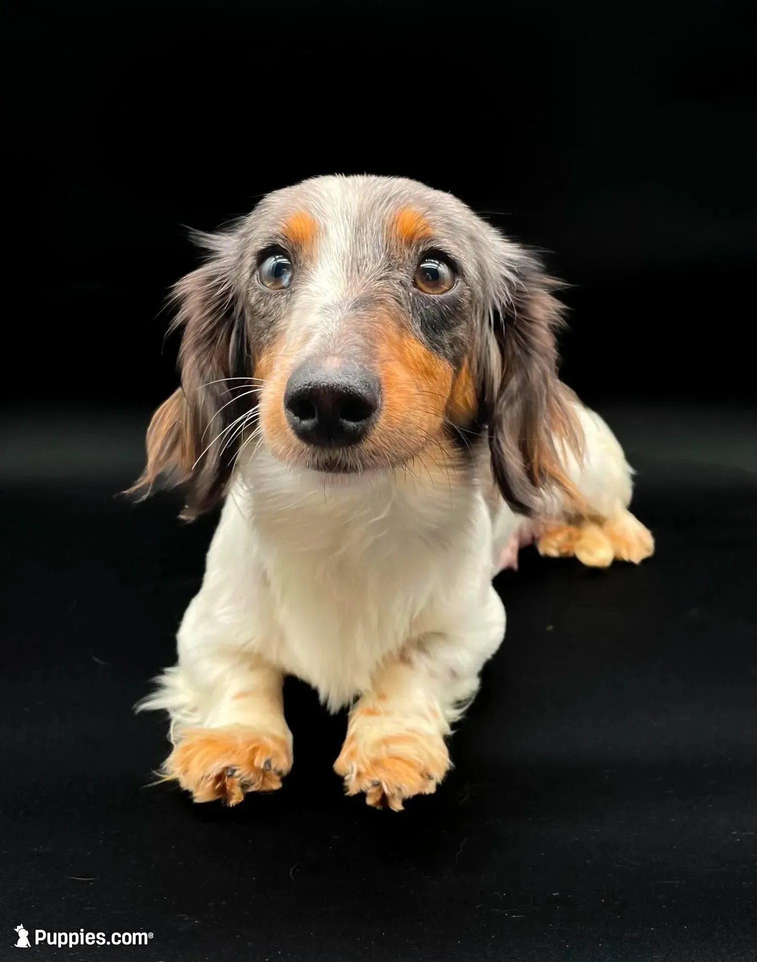 Sasha, a female Miniature Dachshund for sale in Fairbank, IA – 6 of 7