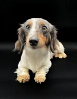 Sasha, a female Miniature Dachshund for sale in Fairbank, IA – Photo 3 of 4