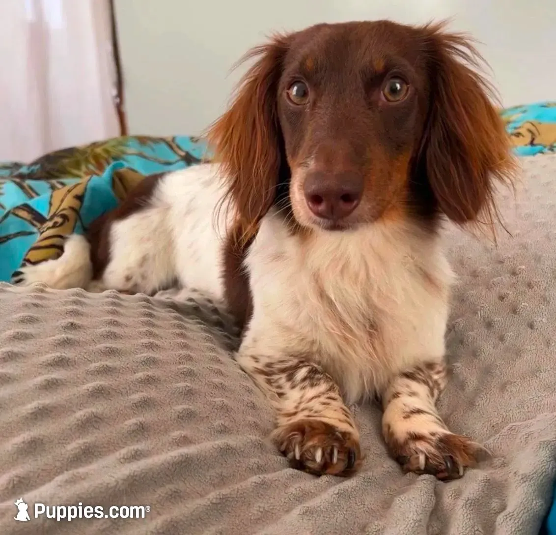 Sasha, a female Miniature Dachshund for sale in Fairbank, IA – 7 of 7