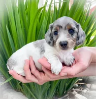 Sasha, a female Miniature Dachshund for sale in Fairbank, IA – 2 of 7