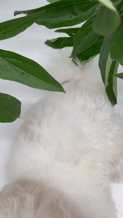 Lola, a female Shichon for sale in Fairbank, IA – 9 of 9