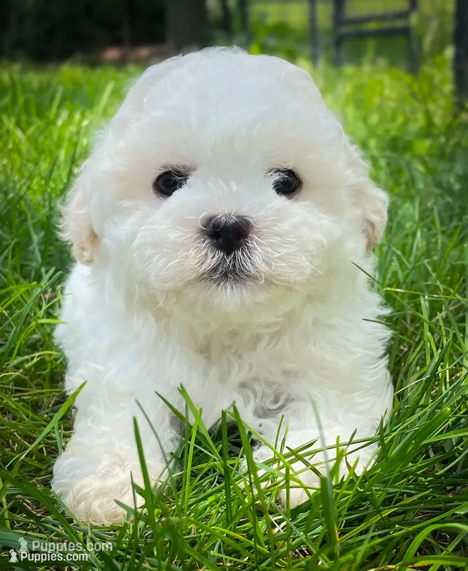 Stanley – Shichon puppy for sale in Fairbank, IA