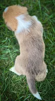 Charlie , a male Pembroke Welsh Corgi and Shih Tzu for sale in Fairbank, IA – 2 of 5