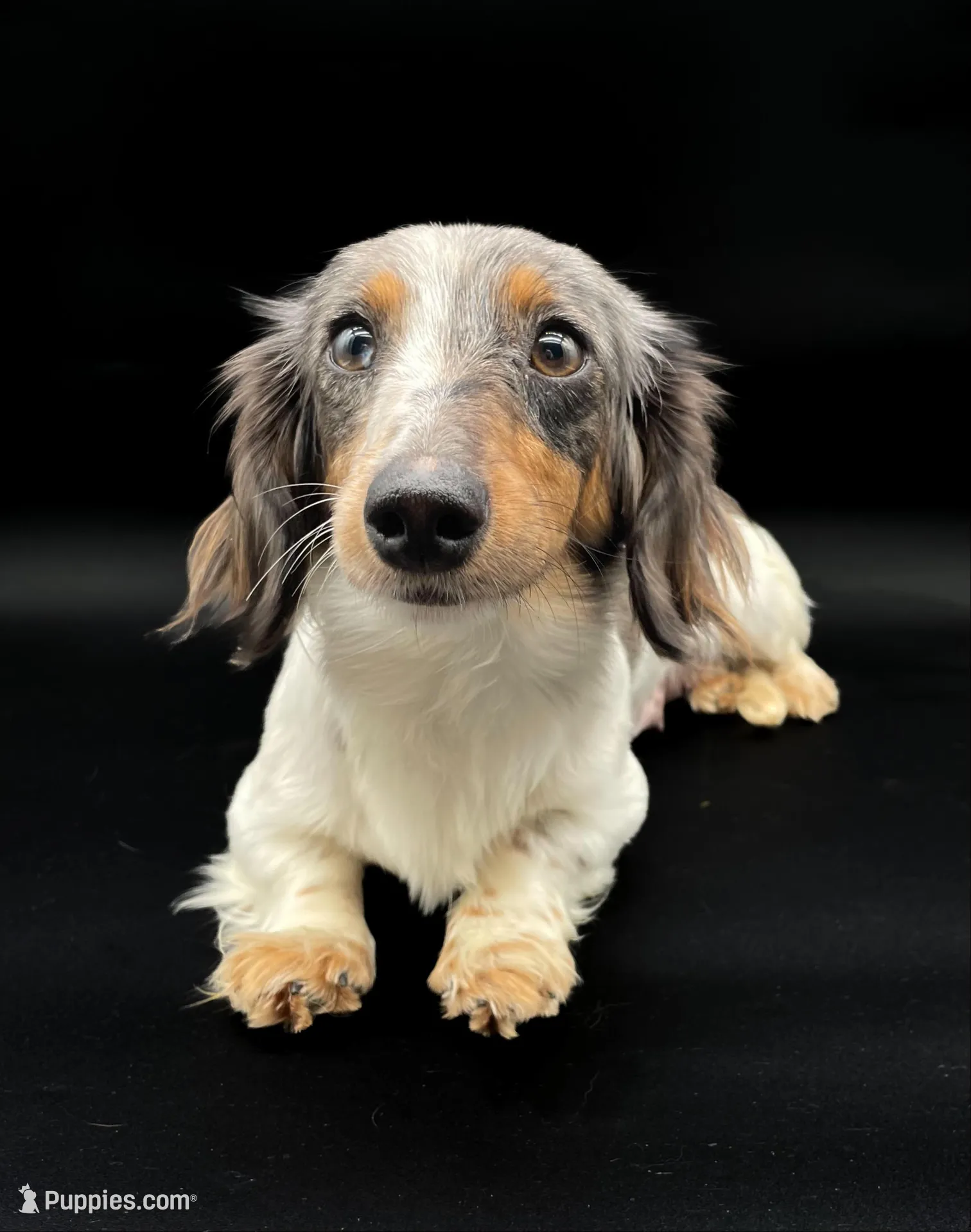 Greta, a female Miniature Dachshund for sale in Fairbank, IA – 6 of 7