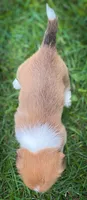 Cricket , a female Pembroke Welsh Corgi and Shih Tzu for sale in Fairbank, IA – 2 of 5
