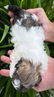 Pebbles , a female Shichon for sale in Fairbank, IA – 2 of 4