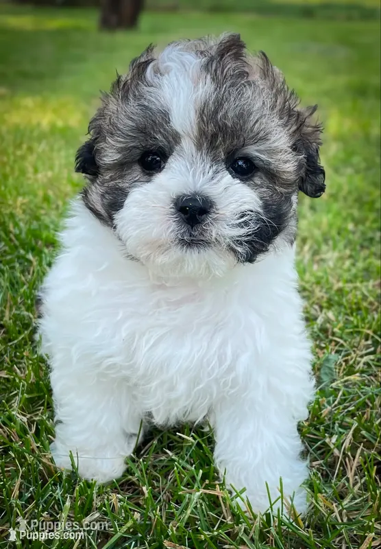 Pebbles  – Shichon puppy for sale in Fairbank, IA