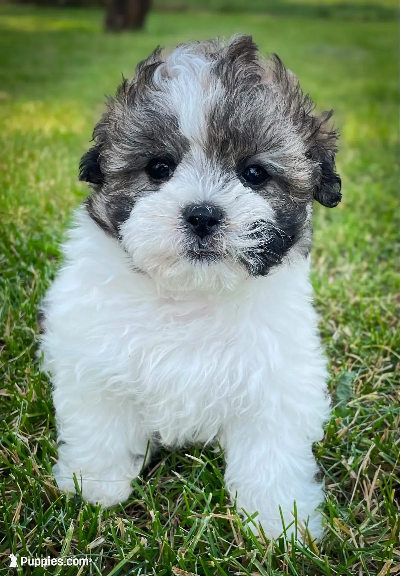 Pebbles , a female Shichon for sale in Fairbank, IA – 3 of 9