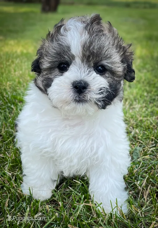 Pebbles  – Shichon puppy for sale in Fairbank, IA