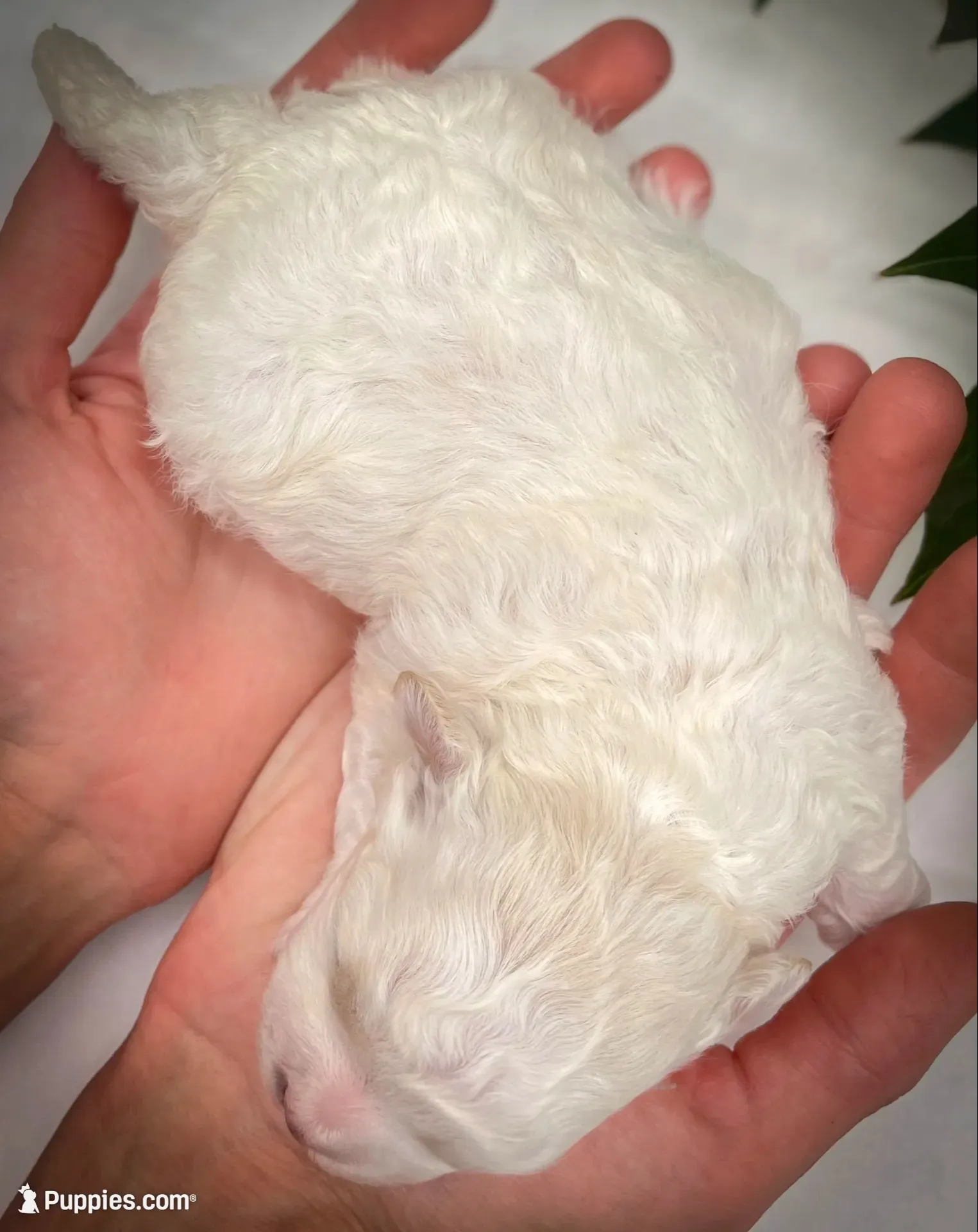 Stanley, a male Shichon for sale in Fairbank, IA – 2 of 4