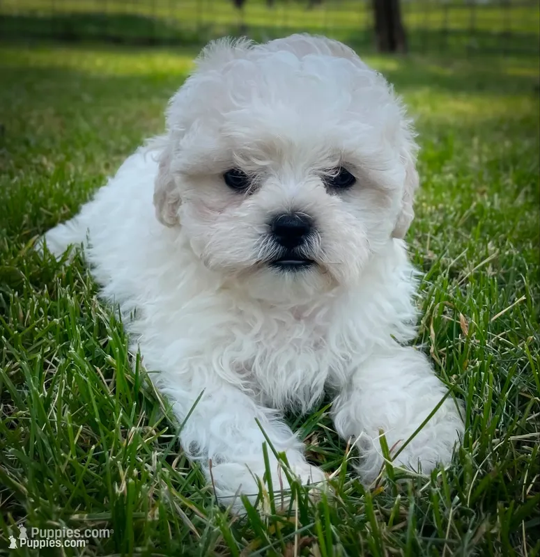 Lola – Shichon puppy for sale in Fairbank, IA