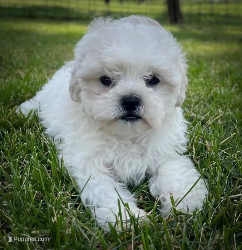 Lola – Shichon puppy for sale in Fairbank, IA