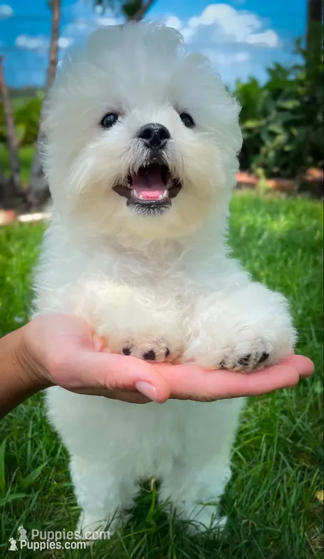 Tucker – Shichon puppy for sale in Fairbank, IA