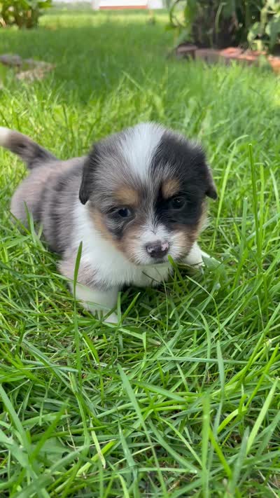 Cinnamon , a female Pembroke Welsh Corgi and Shih Tzu for sale in Fairbank, IA – 5 of 5