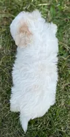Tucker, a male Shichon for sale in Fairbank, IA – 4 of 9