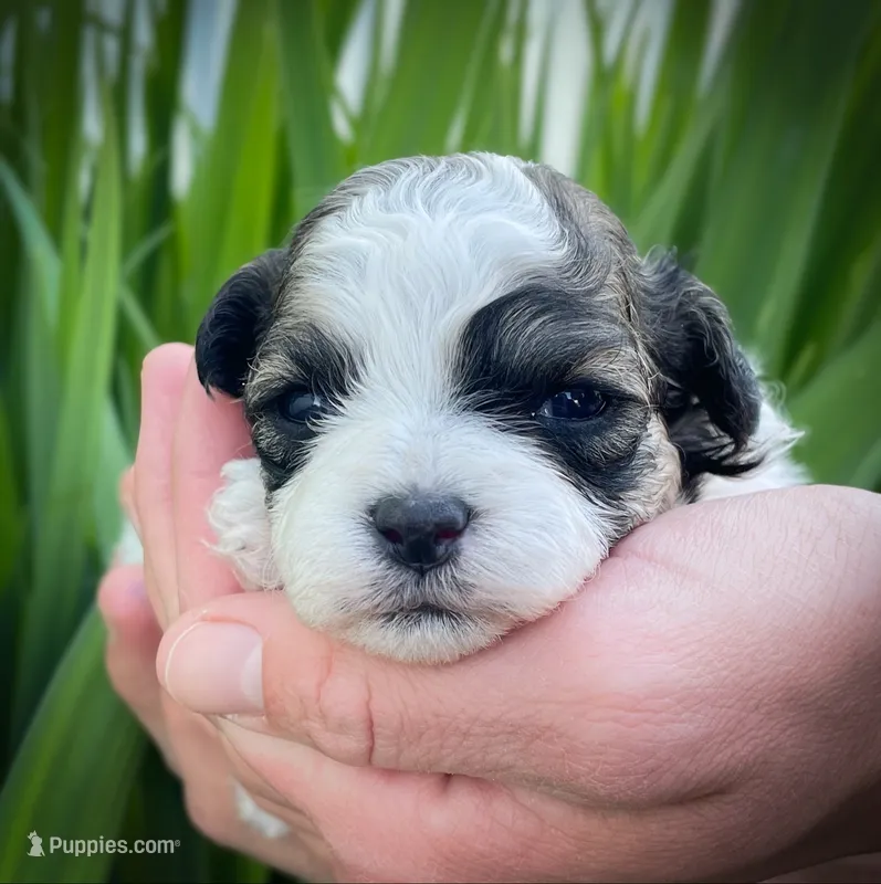 Coco – Shichon puppy for sale in Fairbank, IA