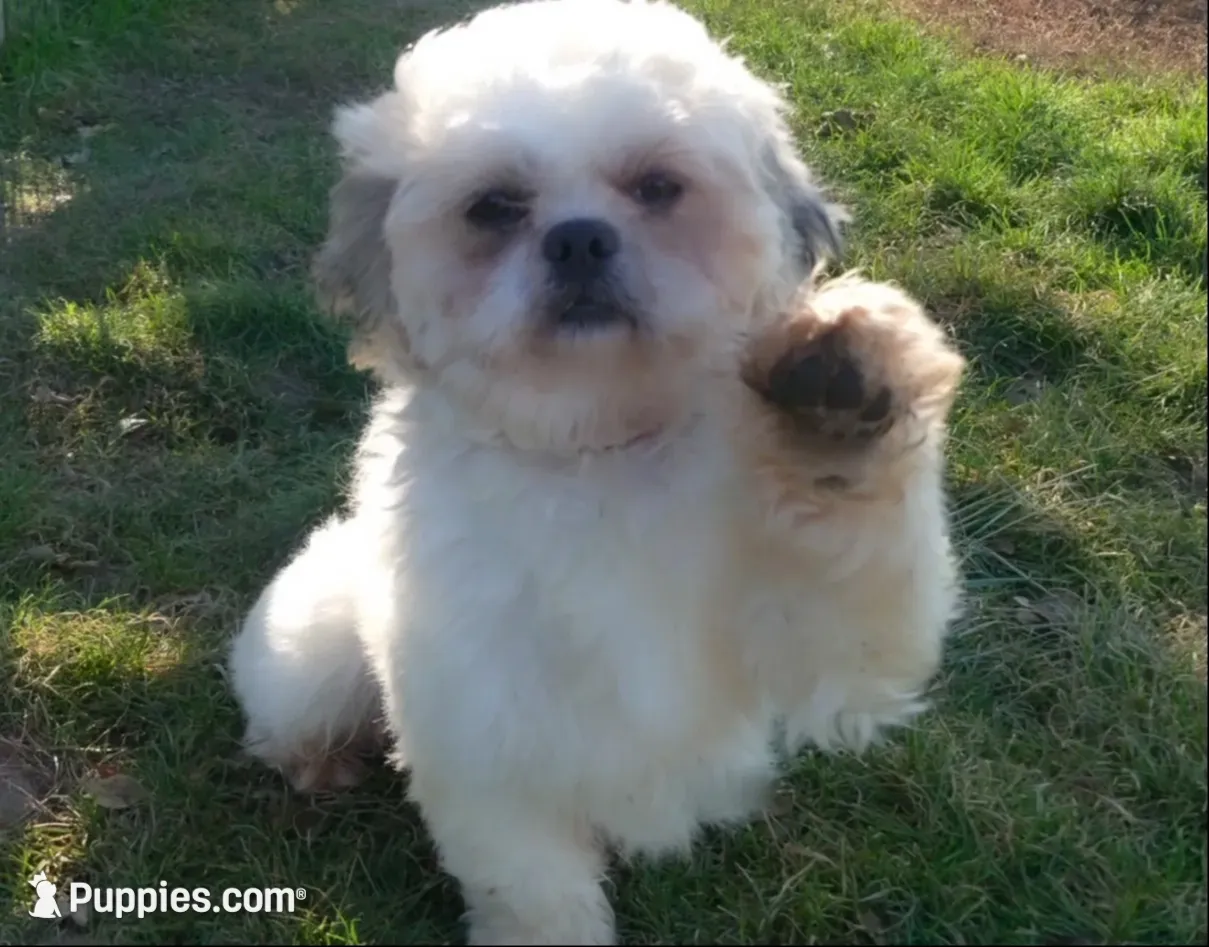 Louie, a male Shichon for sale in Fairbank, IA – 4 of 4