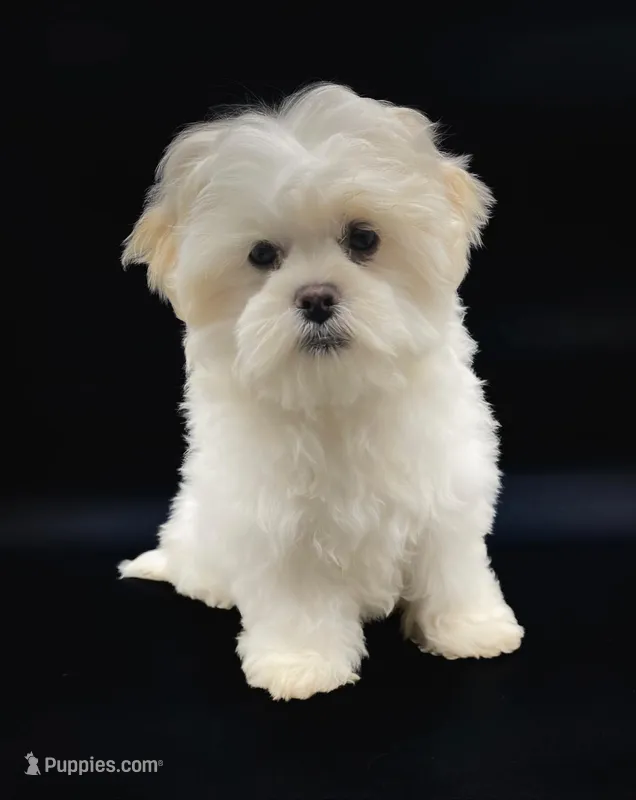 Quincy – Shichon puppy for sale in Fairbank, IA