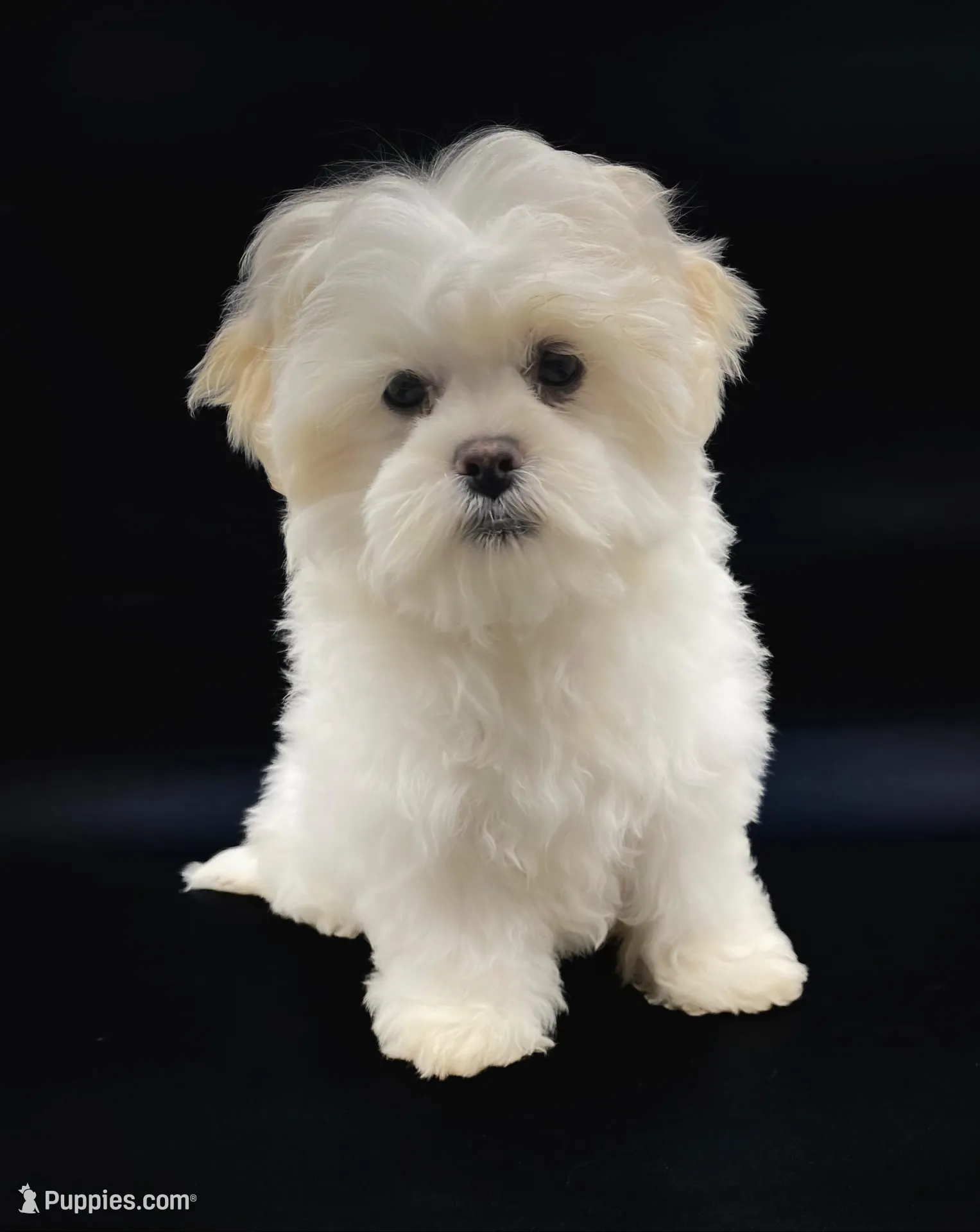 Quincy, a female Shichon for sale in Fairbank, IA – Photo 1 of 4